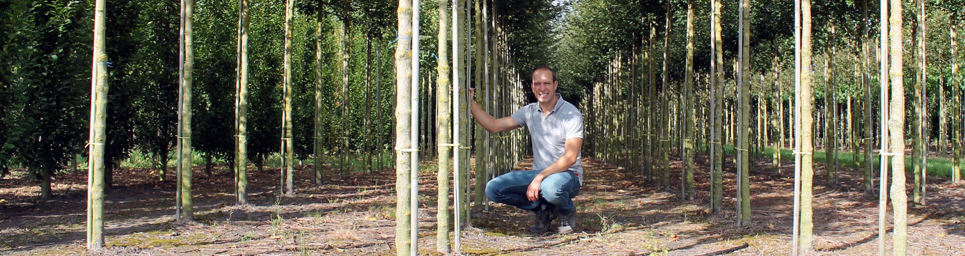 Vlemminx bomen